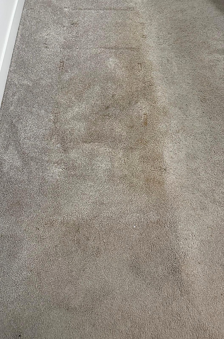 After photo of the same carpet cleaned to an even tone, cleaned by NeatNow in Calgary